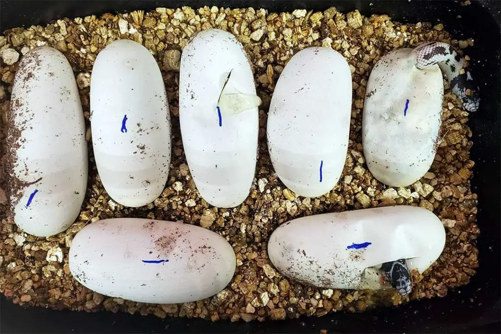 king snakes hatching