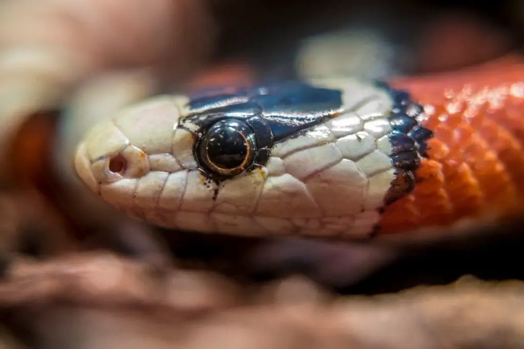 head of a sinaloan milk snake