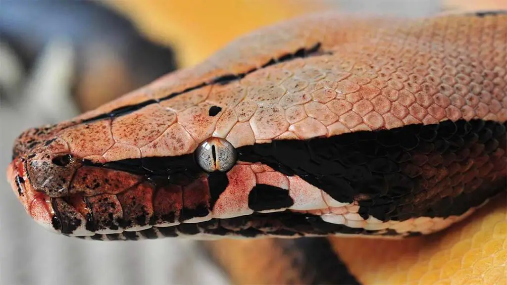 blood python headshot