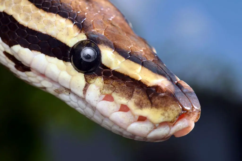 healthy ball python head closeup