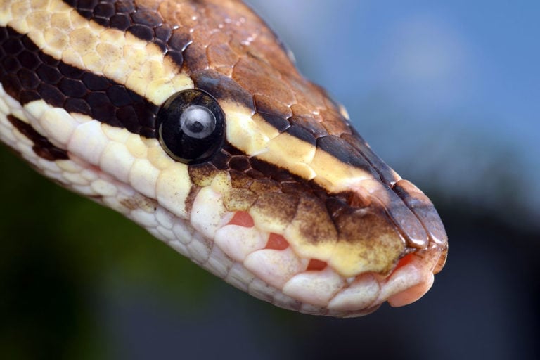 Ball Python Care Sheet (Complete Setup & Guide) - ReptileHow.com