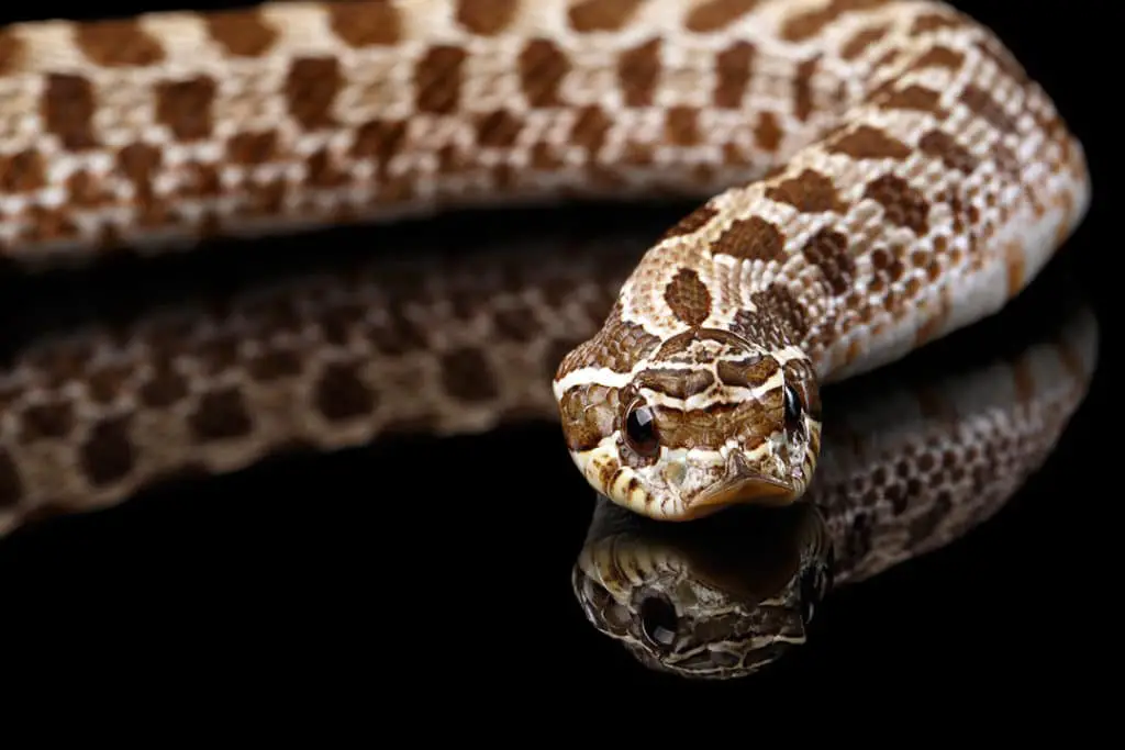 Western Hognose Snake Care Sheet (Complete Guide) - ReptileHow.com