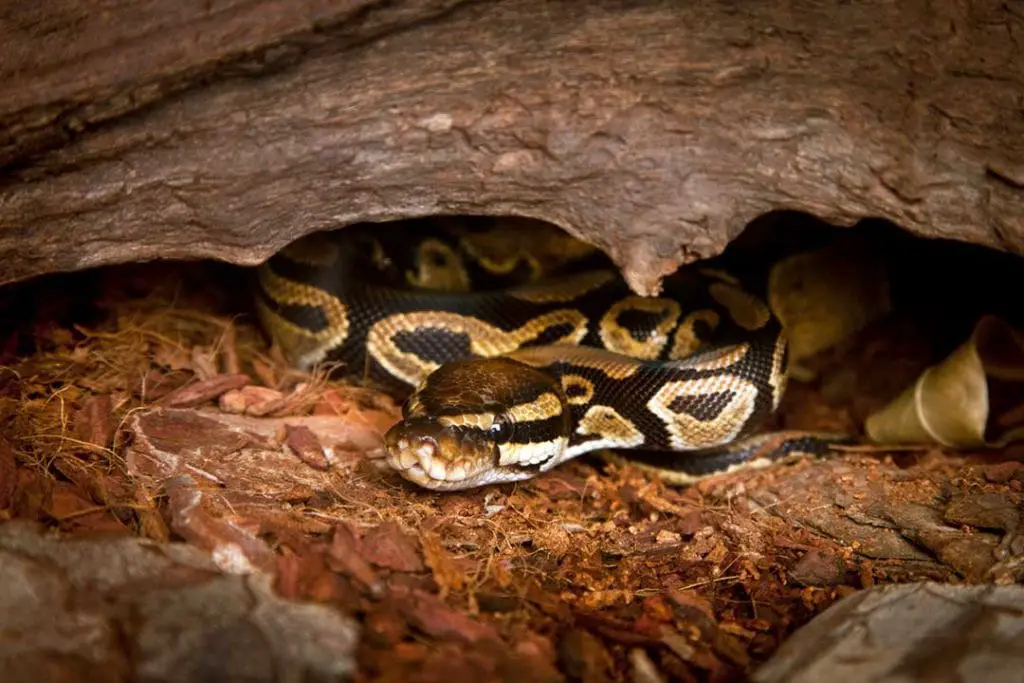 ball python hissing in its hiding spot