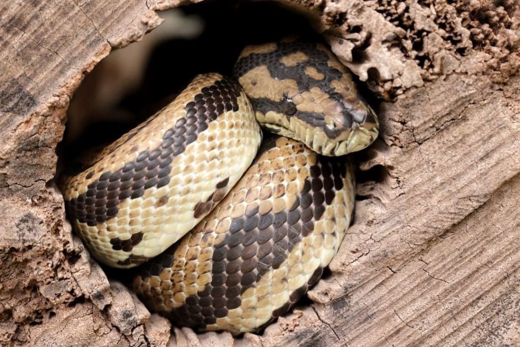 carpet python hiding in a shelter