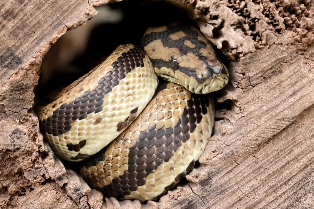 carpet python hiding in a shelter