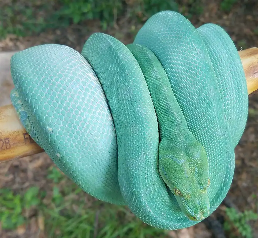 example of a high blue green tree python