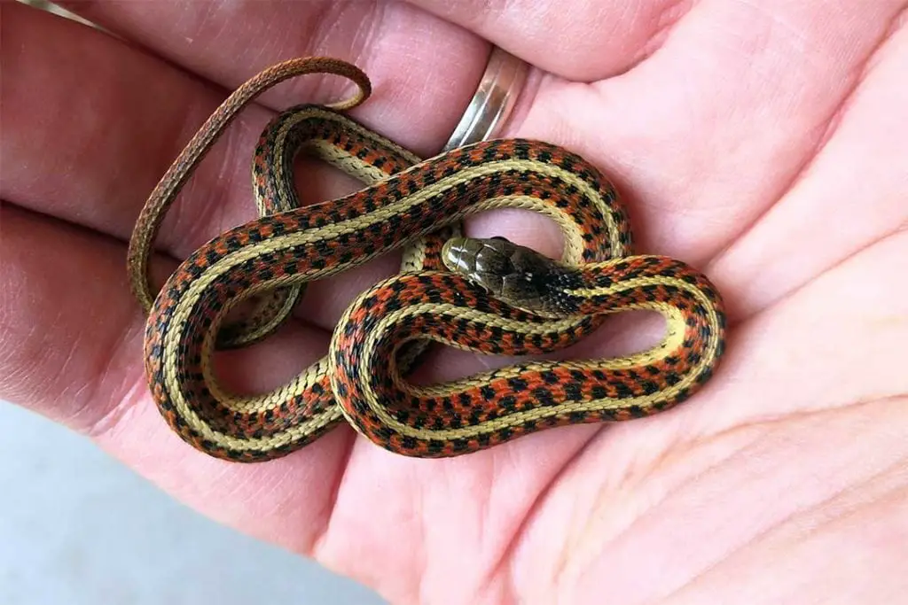 high red morph garter snake