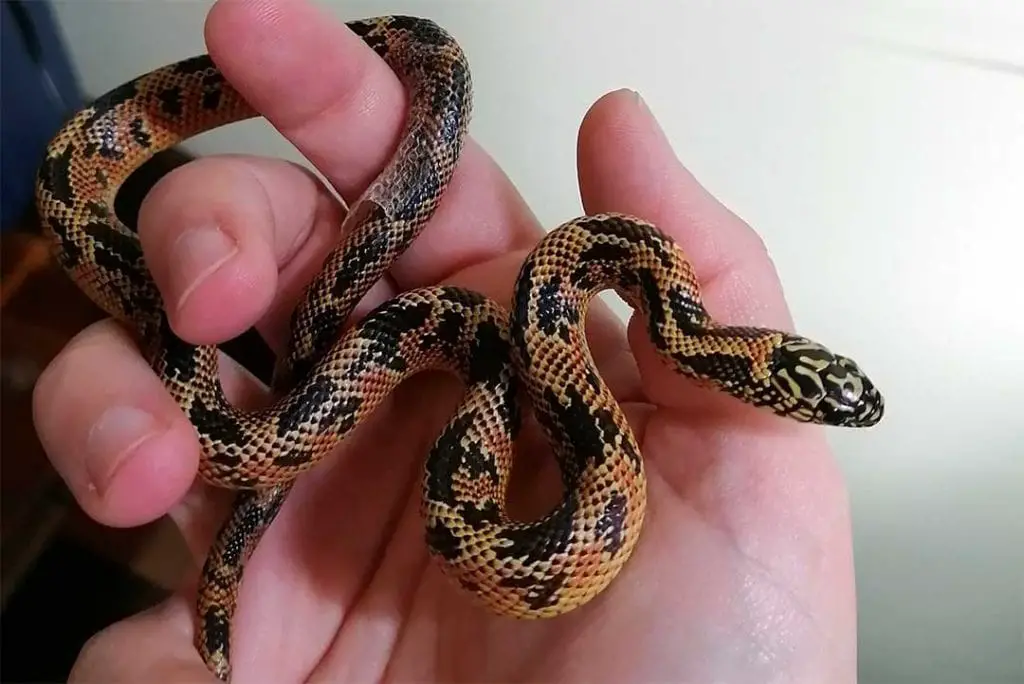 high red mosaic florida king snake