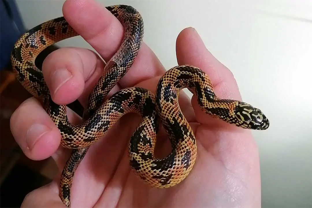 Top 15 King Snake Morphs (with Pictures) - Reptilehow.com