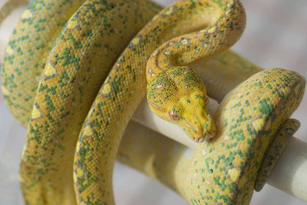 high yellow green tree python