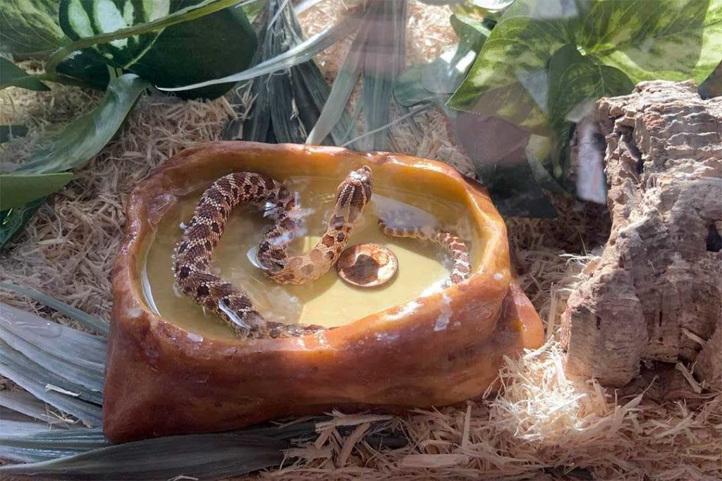 hognose snake bathing in its water dish