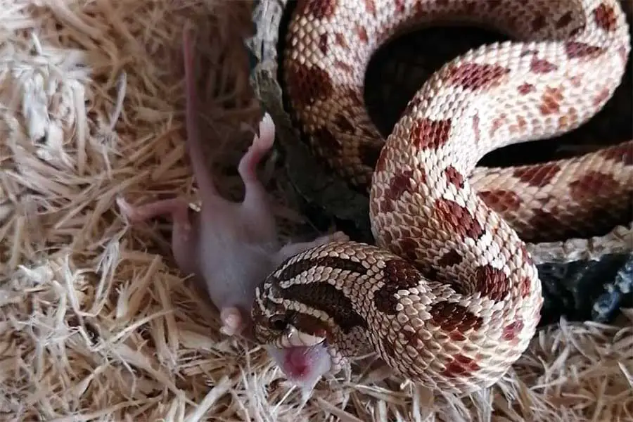 hognose snake eating a mouse
