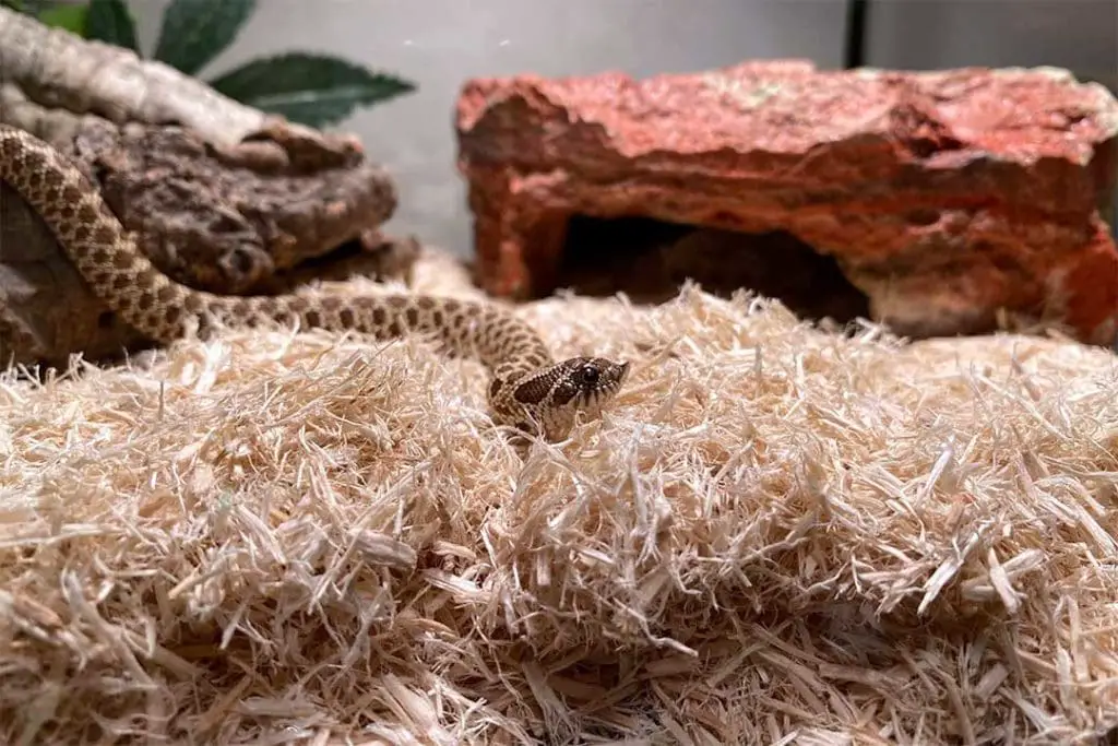 hognose snake on aspen shavings