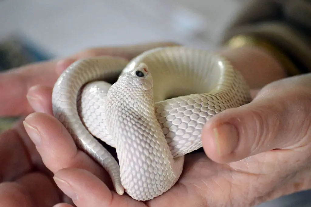 handling an albino leucistic hognose snake