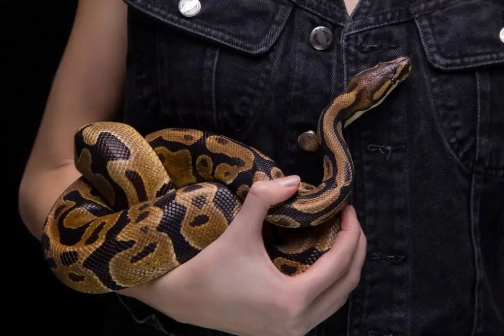 woman holding a ball python