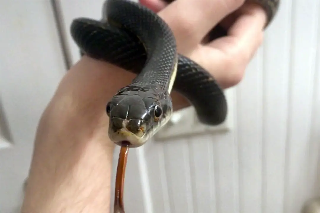 Black Rat Snake Care Sheet Guide)