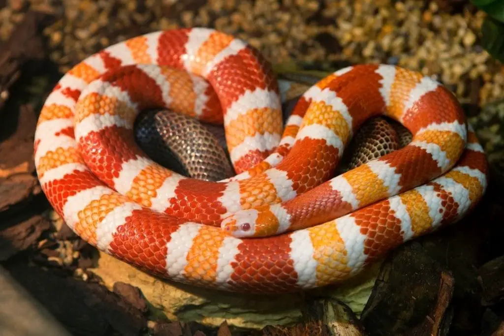 honduran milk snake