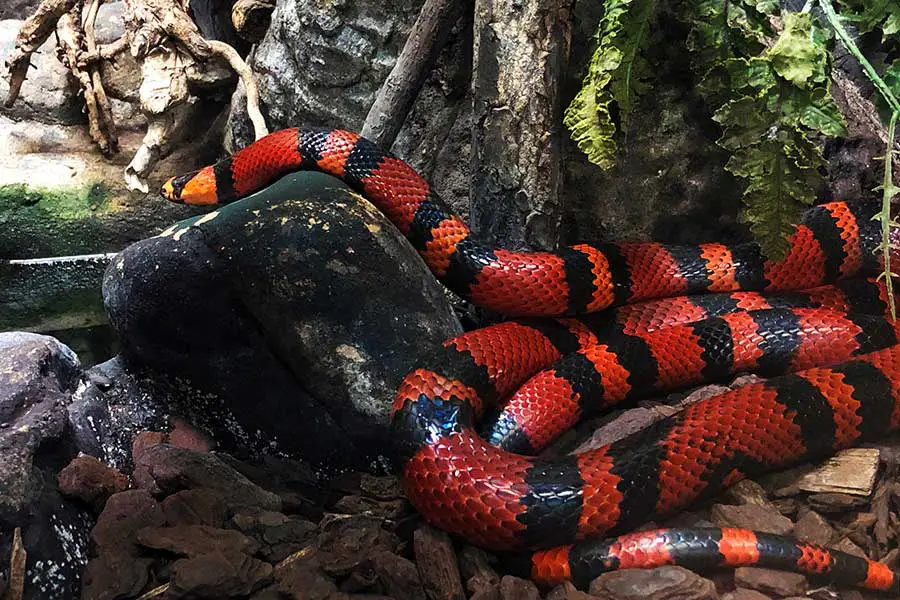 honduran milk snake drinking water