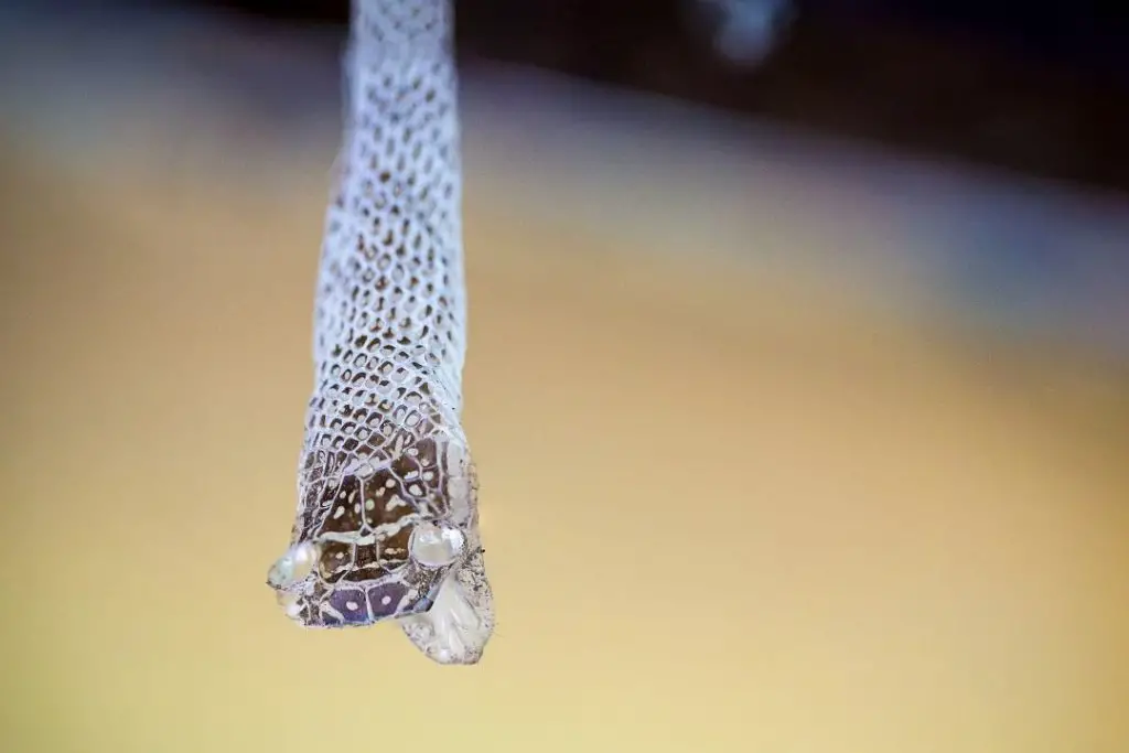 house snake skin shed