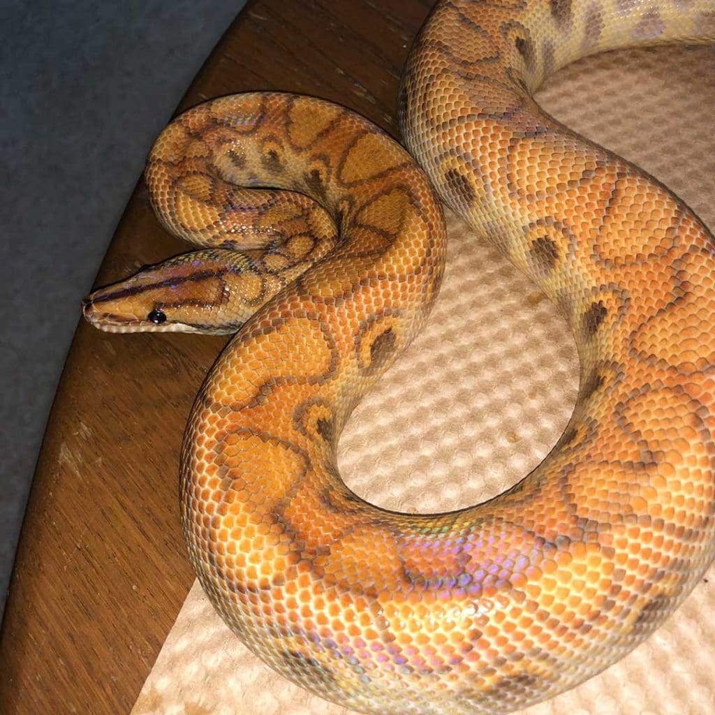 hypomelanistic lockwood genes rainbow boa morph