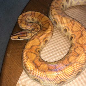 20 Brazilian Rainbow Boa Color Morphs (With Pictures) - ReptileHow.com