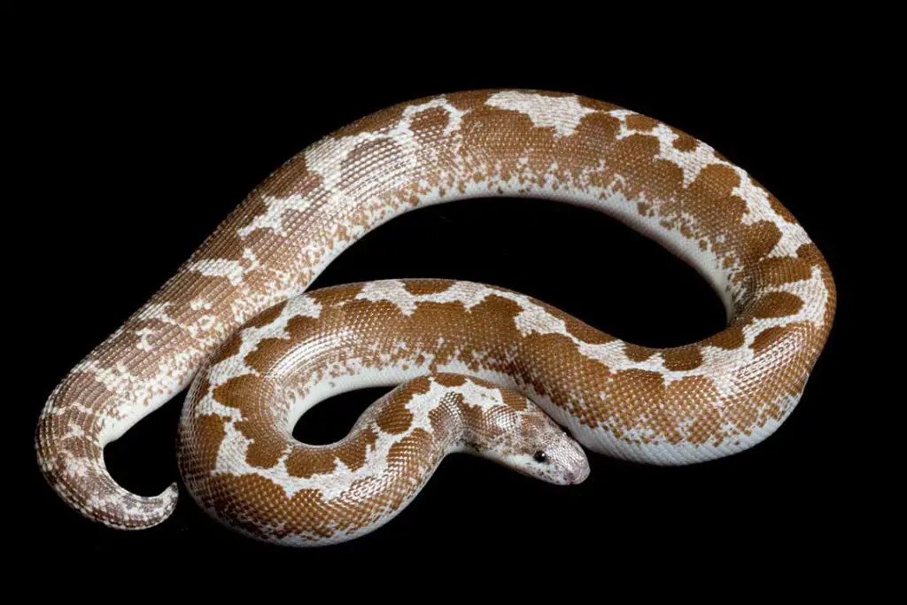 hypomelanistic sand boa