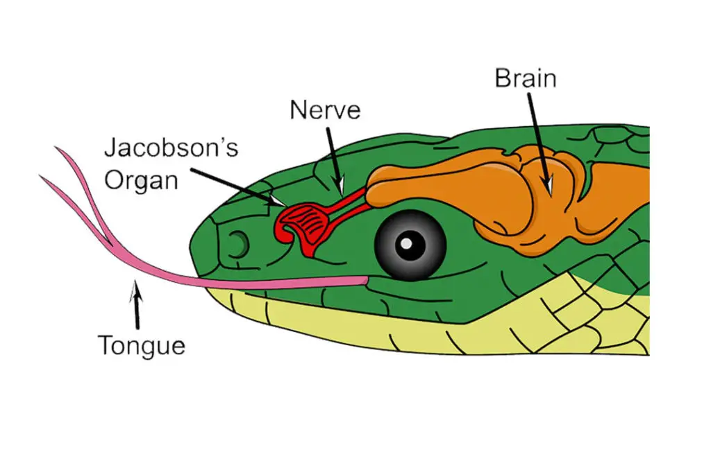 drawing of the jacobson's organ