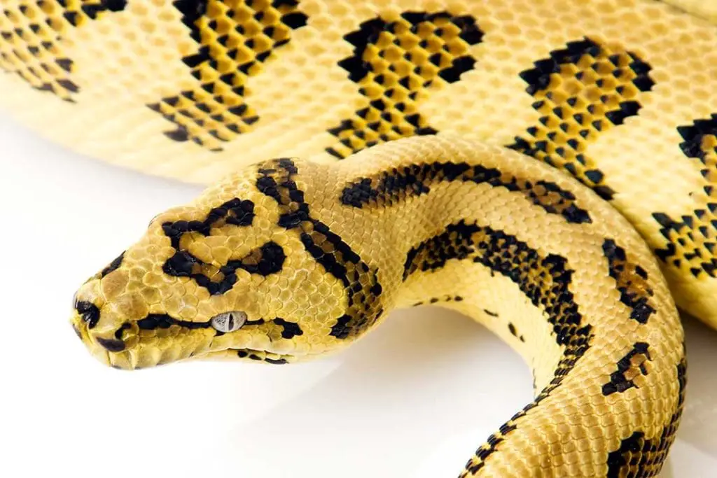 jungle jaguar carpet python