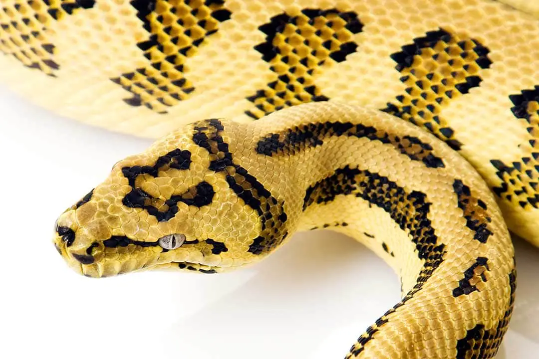 7 Surprising Carpet Python Facts ReptileHow Com