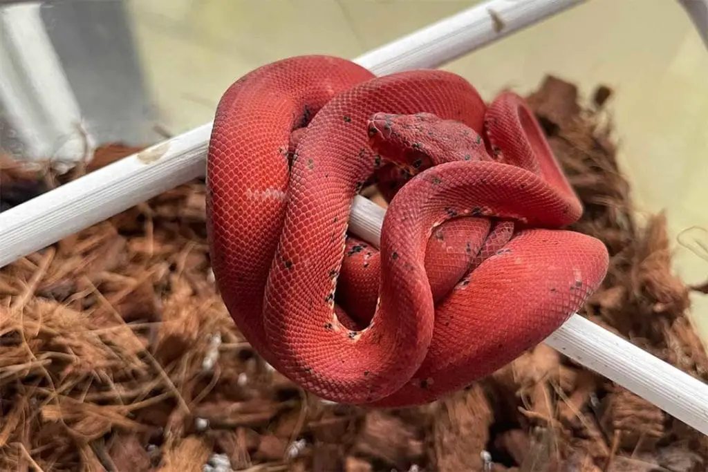 red colored amazon tree boa