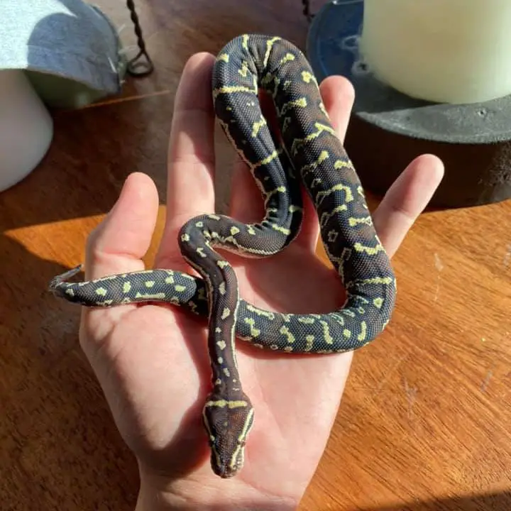 juvenile angolan python