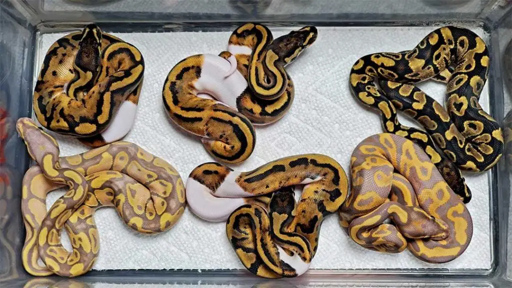 juvenile ball pythons newborn