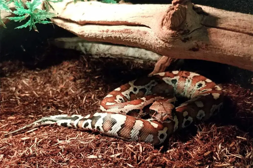 juvenile blood python in its tank