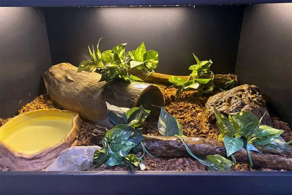 juvenile boa constrictor enclosure