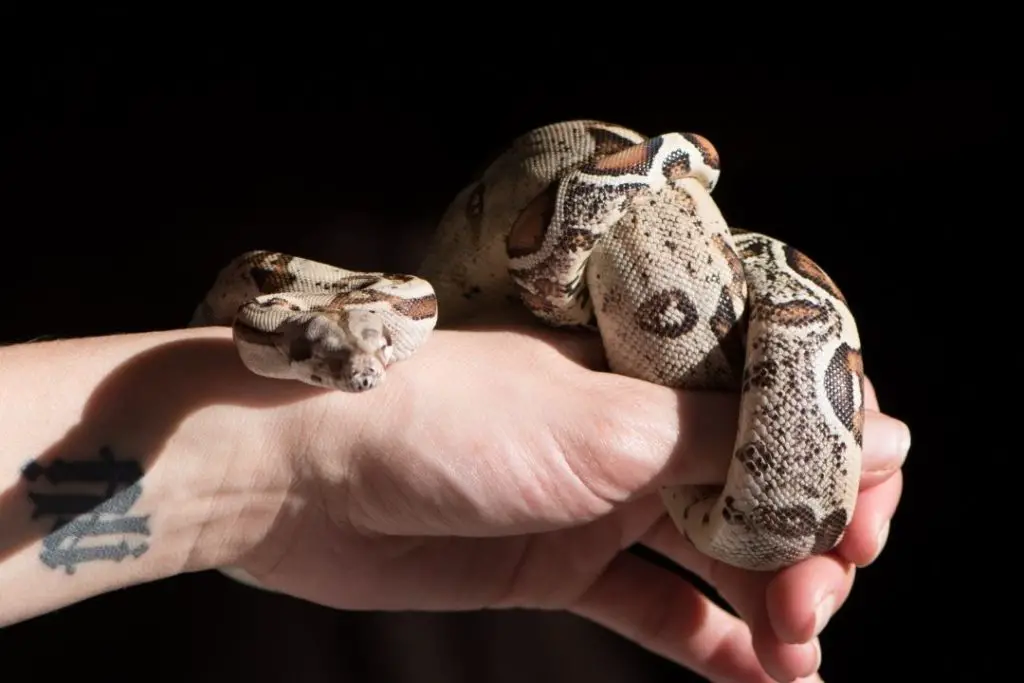 juvenile boa constrictor in hand