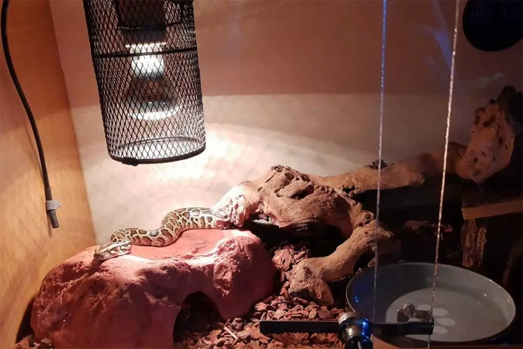 juvenile burmese python inside its setup enclosure