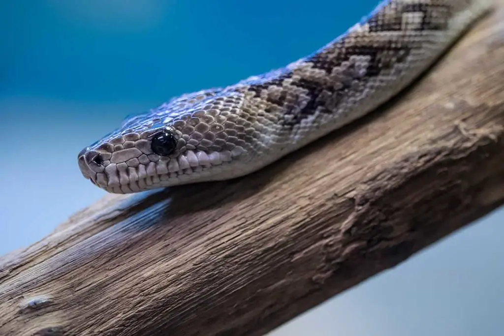 juvenile dumeril's boa