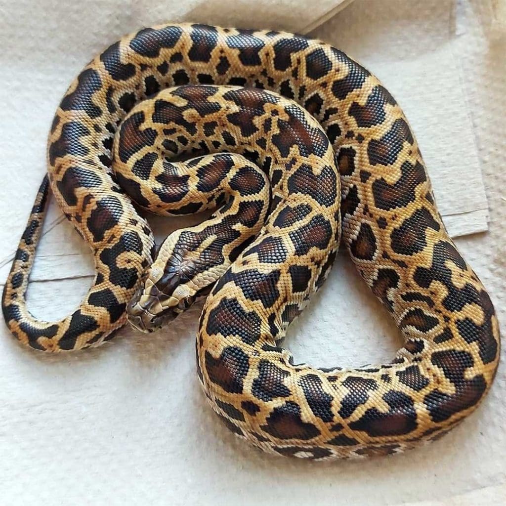 juvenile dwarf burmese python