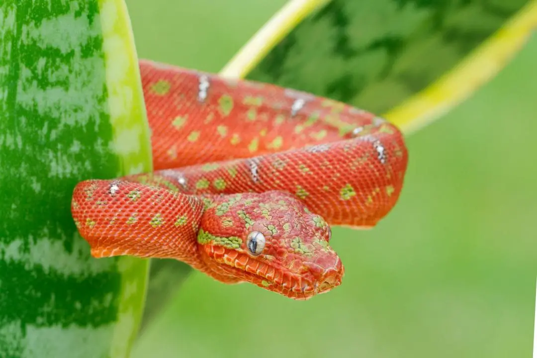 Emerald Tree Boa Care Sheet (Complete Guide) - ReptileHow.com