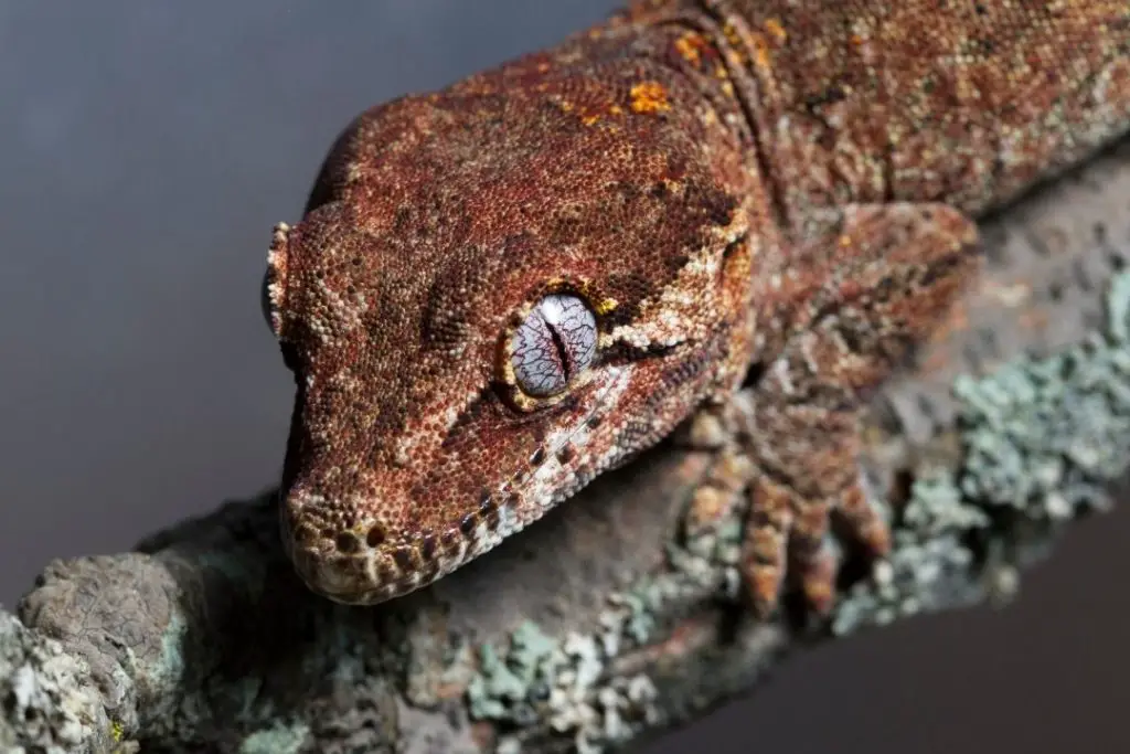 juvenile red gargoyle gecko