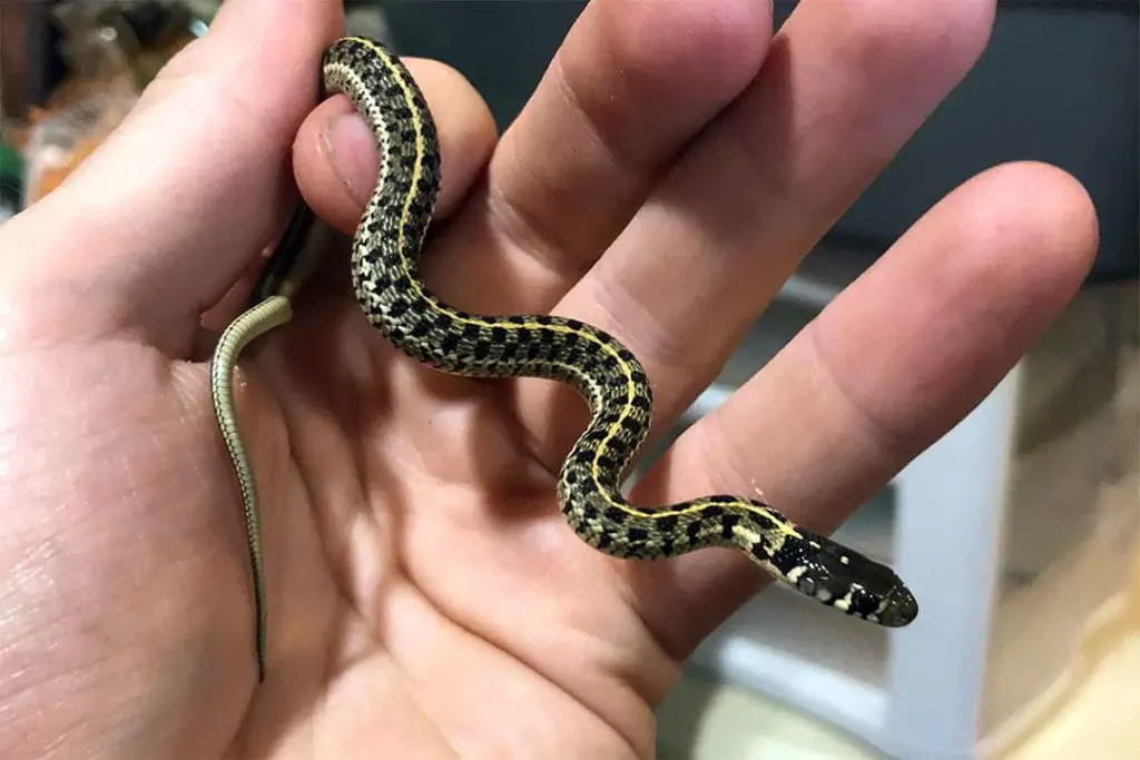 juvenile garter snake