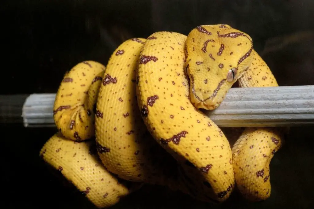 juvenile green tree python