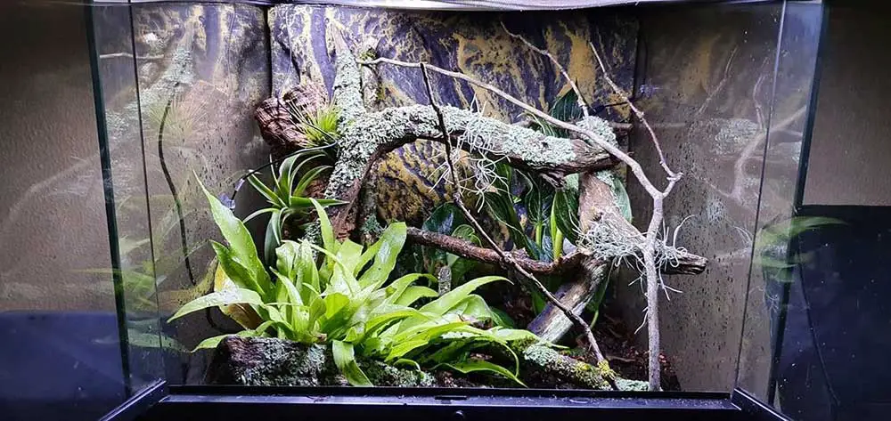 juvenile green tree python enclosure