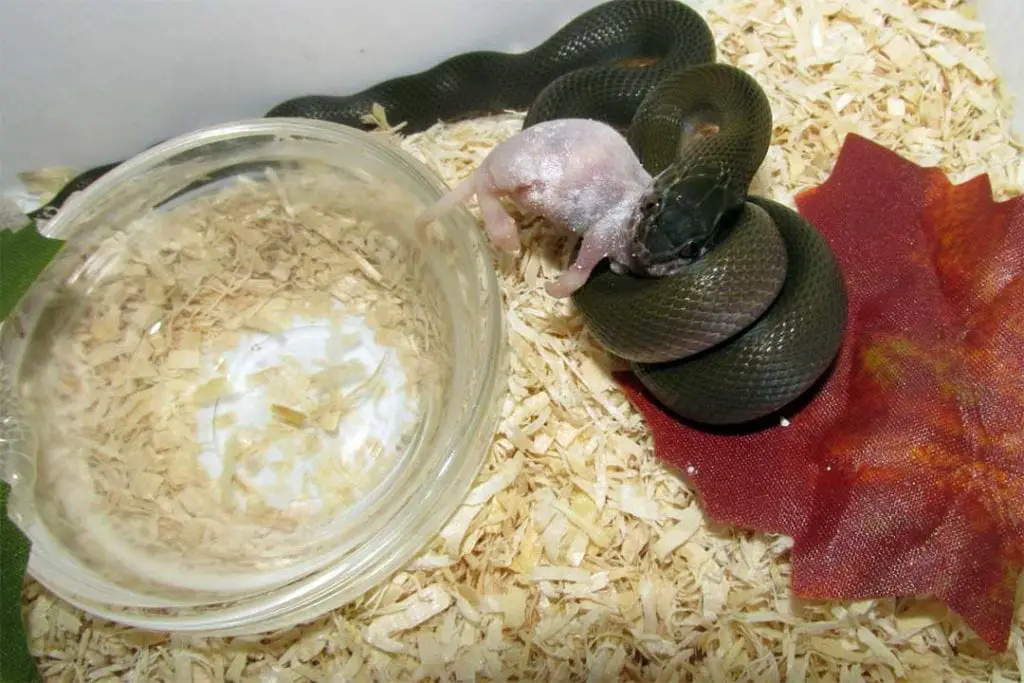 juvenile african house snake eating