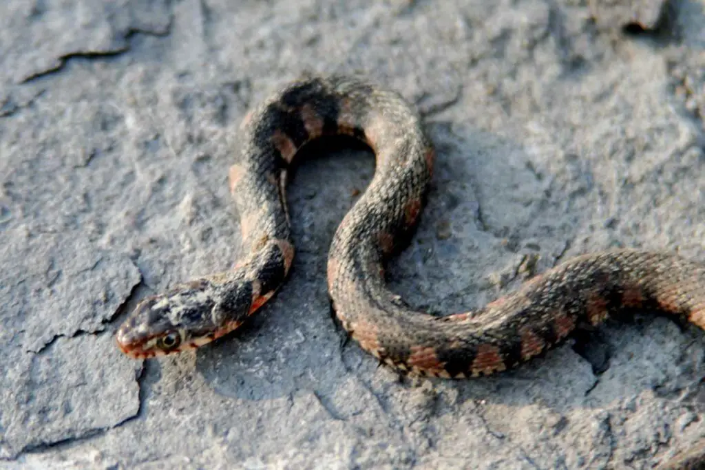 a juvenile plain-bellied watersnake