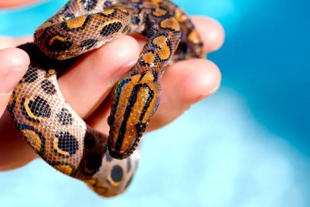 juvenile rainbow boa