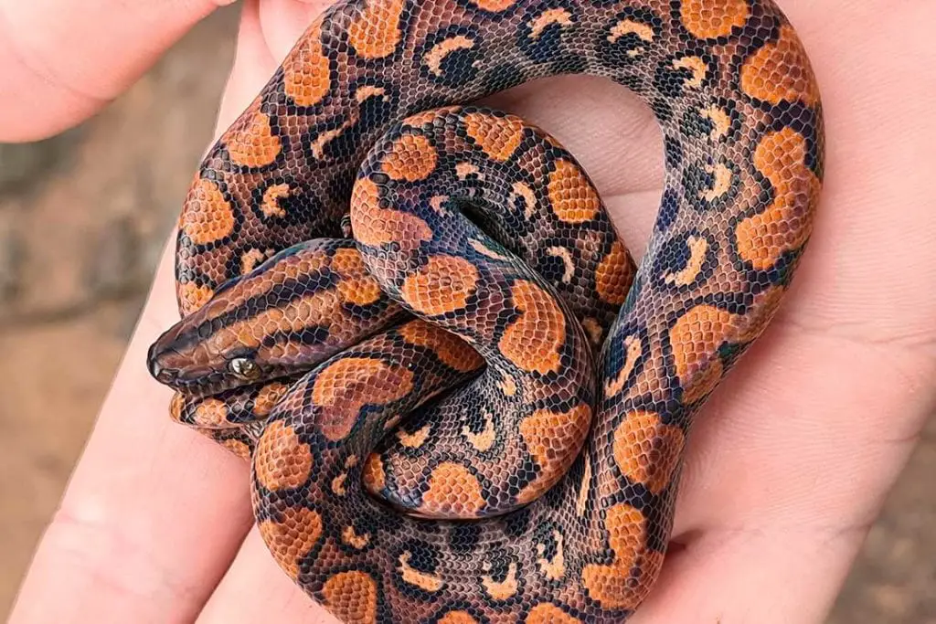 juvenile rainbow boa