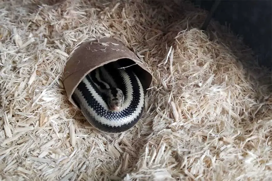 young rosy boa hiding in a coconut