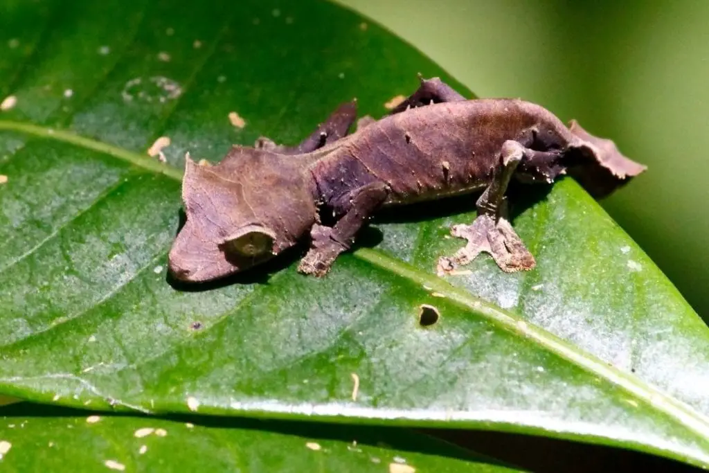 juvenile satanic leaf tailed gecko