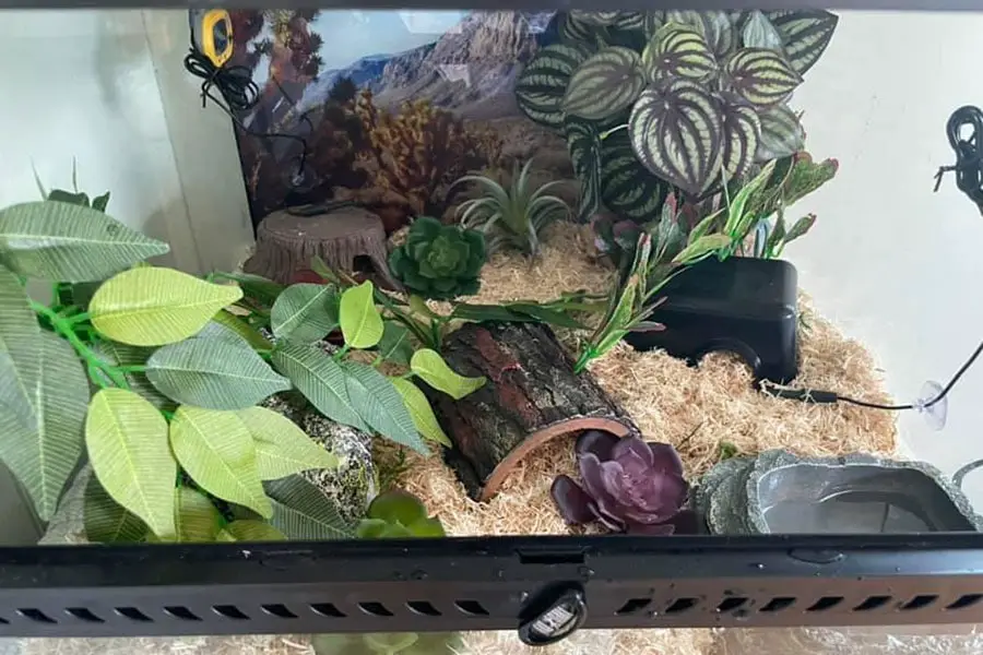 juvenile snake enclosure